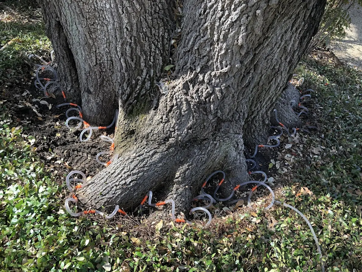 Detailed Tree Cabling and Bracing job site in Center Sandwich