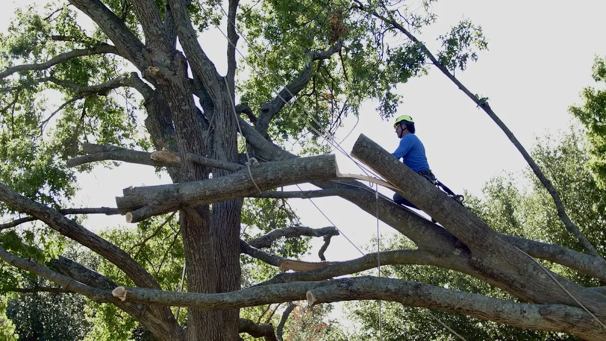 Professional Crown Thinning performed by certified arborists in Center Sandwich