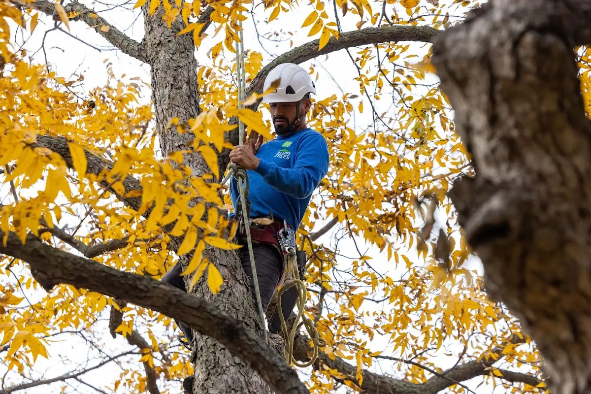 Skilled Tree Pruning crew working in Center Sandwich