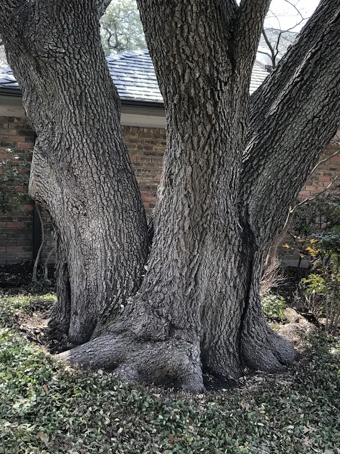 Mature heritage tree close to a Center Sandwich property cared for by certified arborists